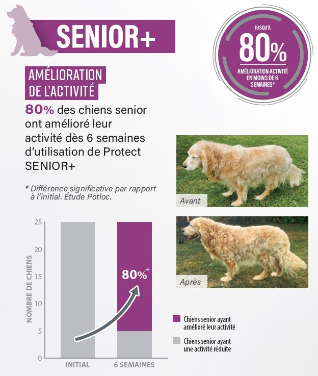 Les bienfaits des croquettes pour chien Protect Senior+